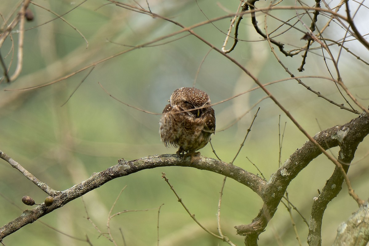 Spotted Owlet - ML618948214