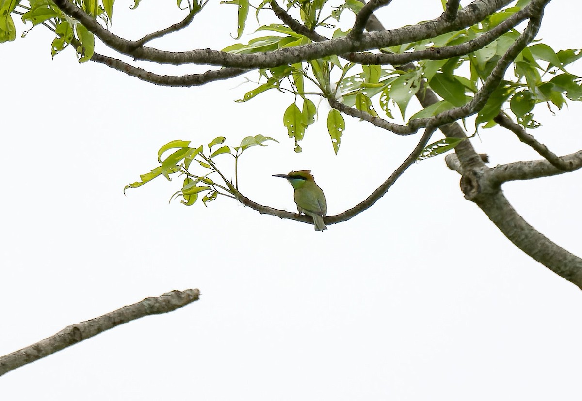 Asian Green Bee-eater - Antonio Ceballos Barbancho