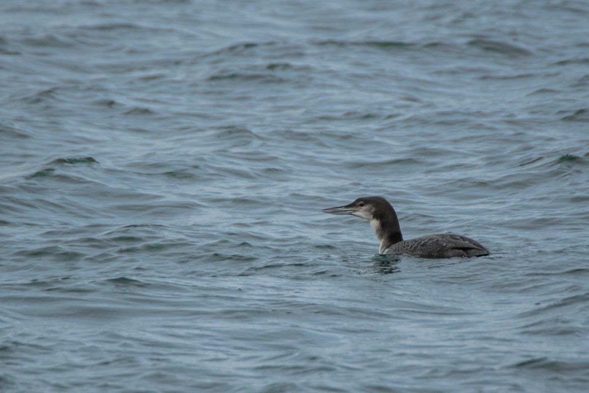Common Loon - Dominic More O’Ferrall