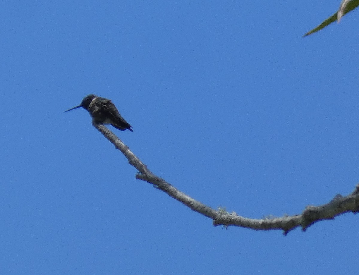 Black-chinned Hummingbird - ML618948249