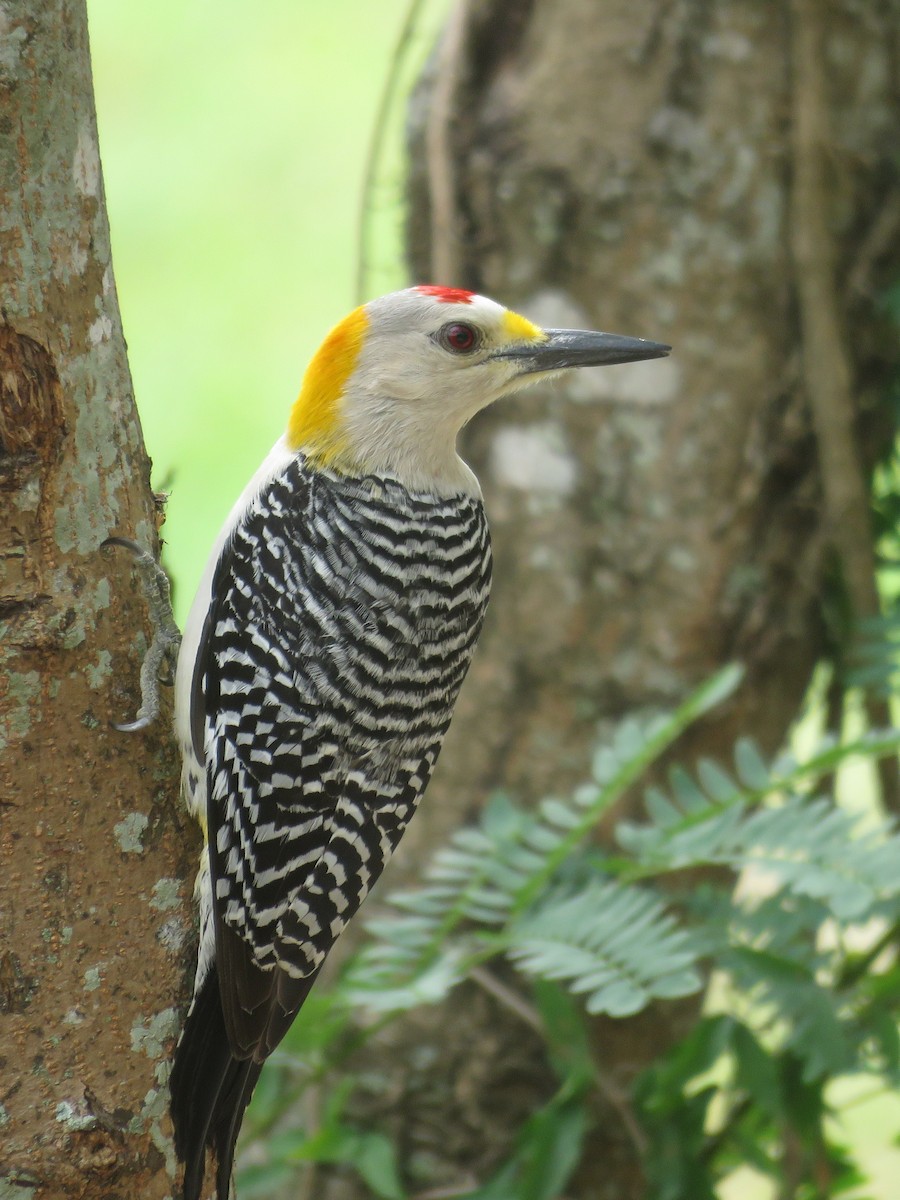 Golden-fronted Woodpecker - Joyce Brady