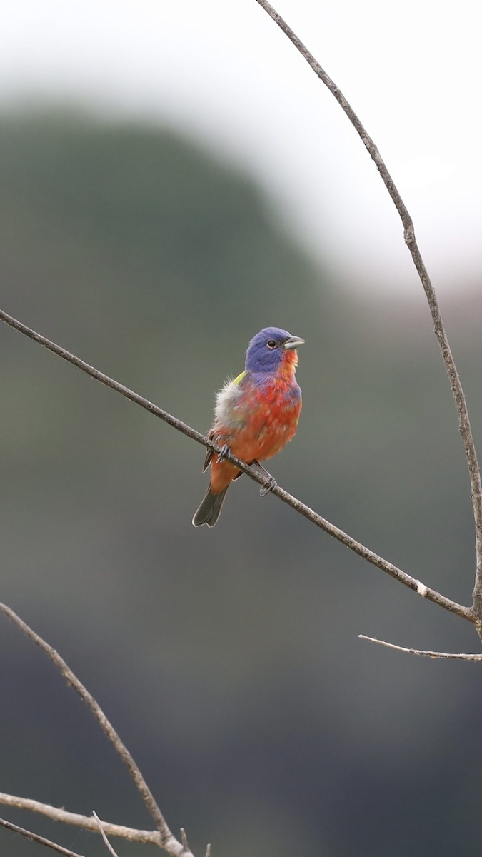 Painted Bunting - ML618948276