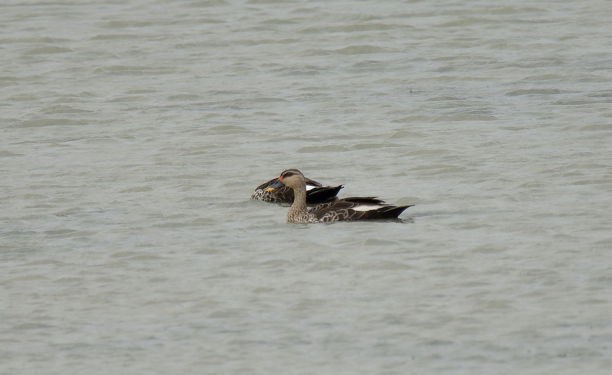 Indian Spot-billed Duck - ML618948324