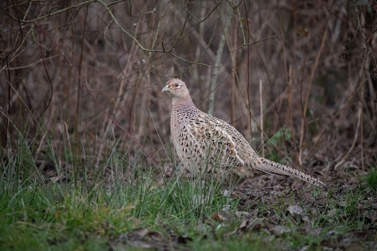 Ring-necked Pheasant - Guido Van den Troost