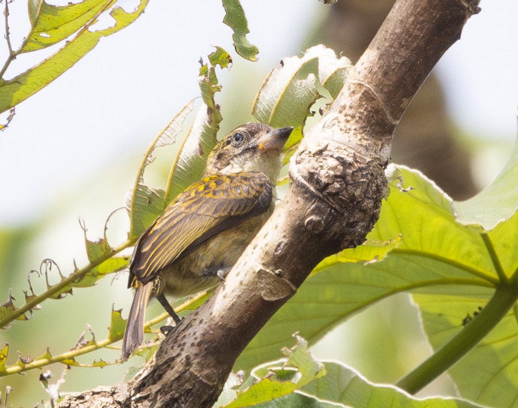 Yellow-spotted Barbet - Marie Lister