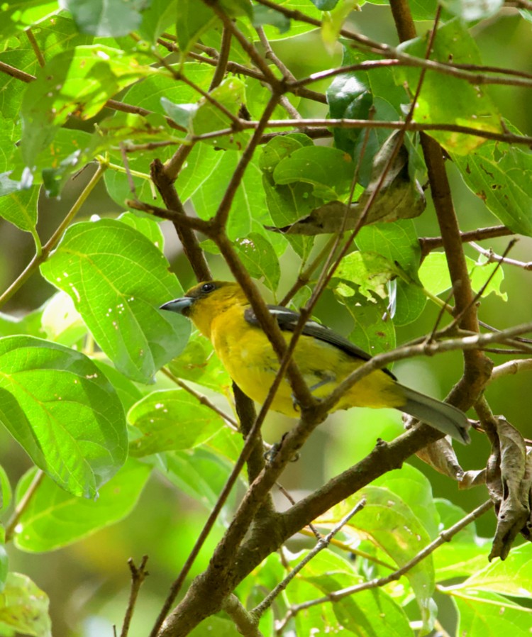 White-winged Tanager - ML618948354