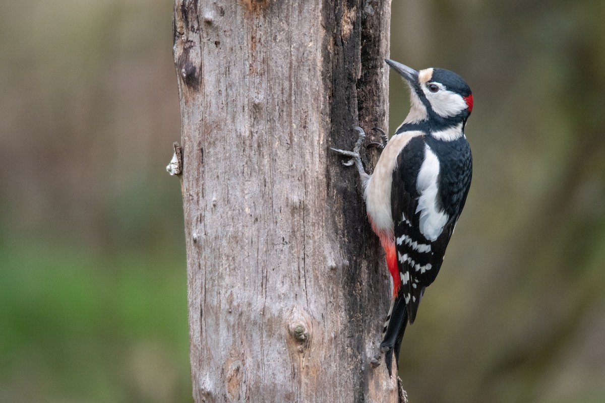 Great Spotted Woodpecker - Guido Van den Troost
