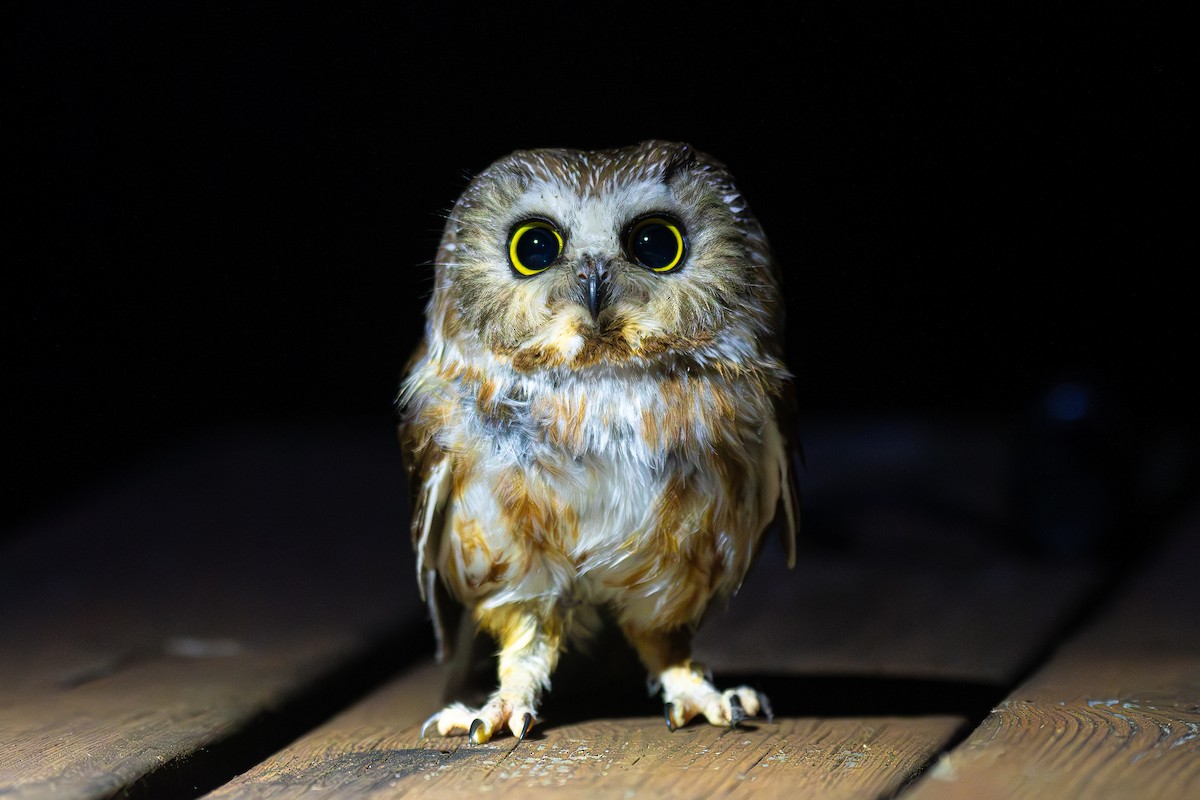 Northern Saw-whet Owl - ML618948388