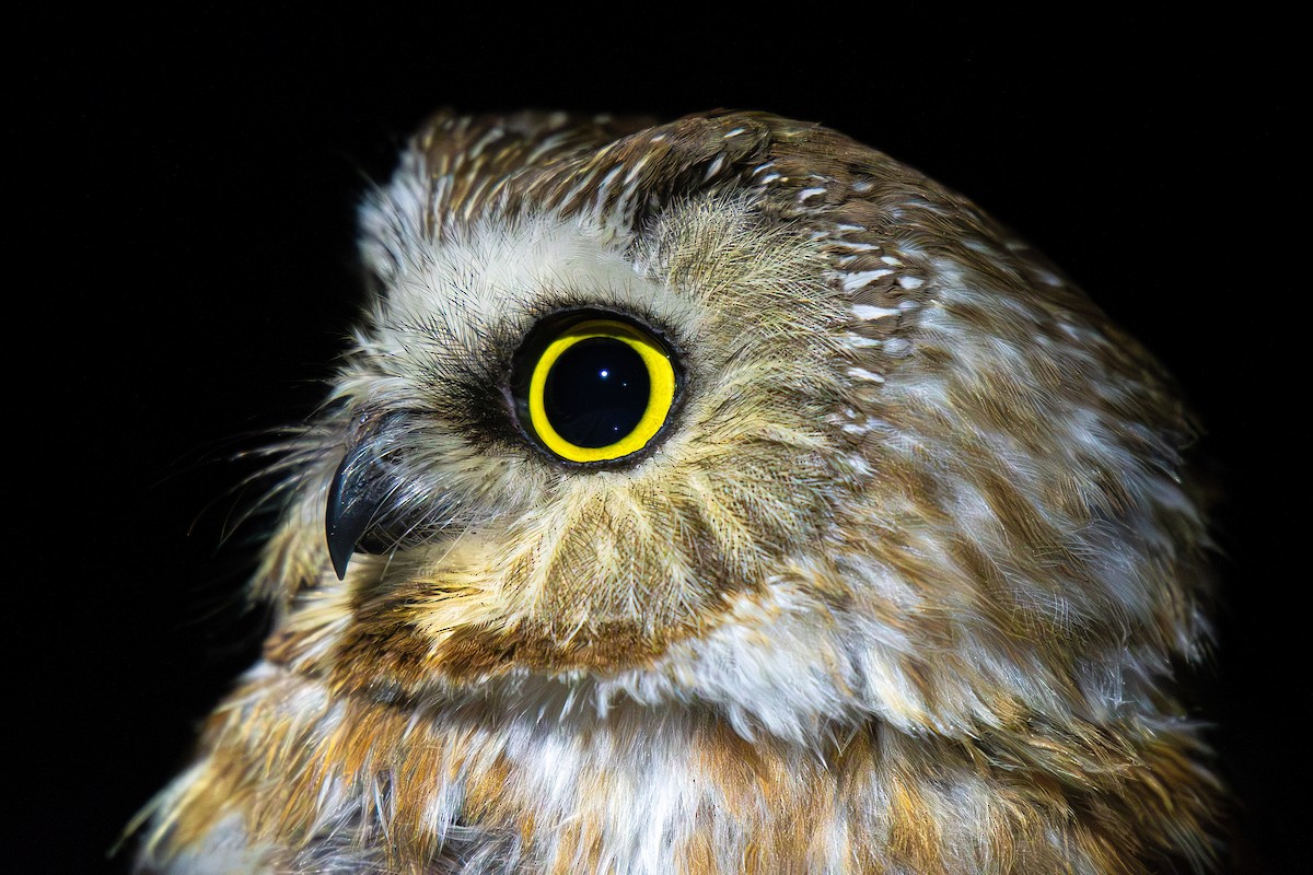 Northern Saw-whet Owl - ML618948389