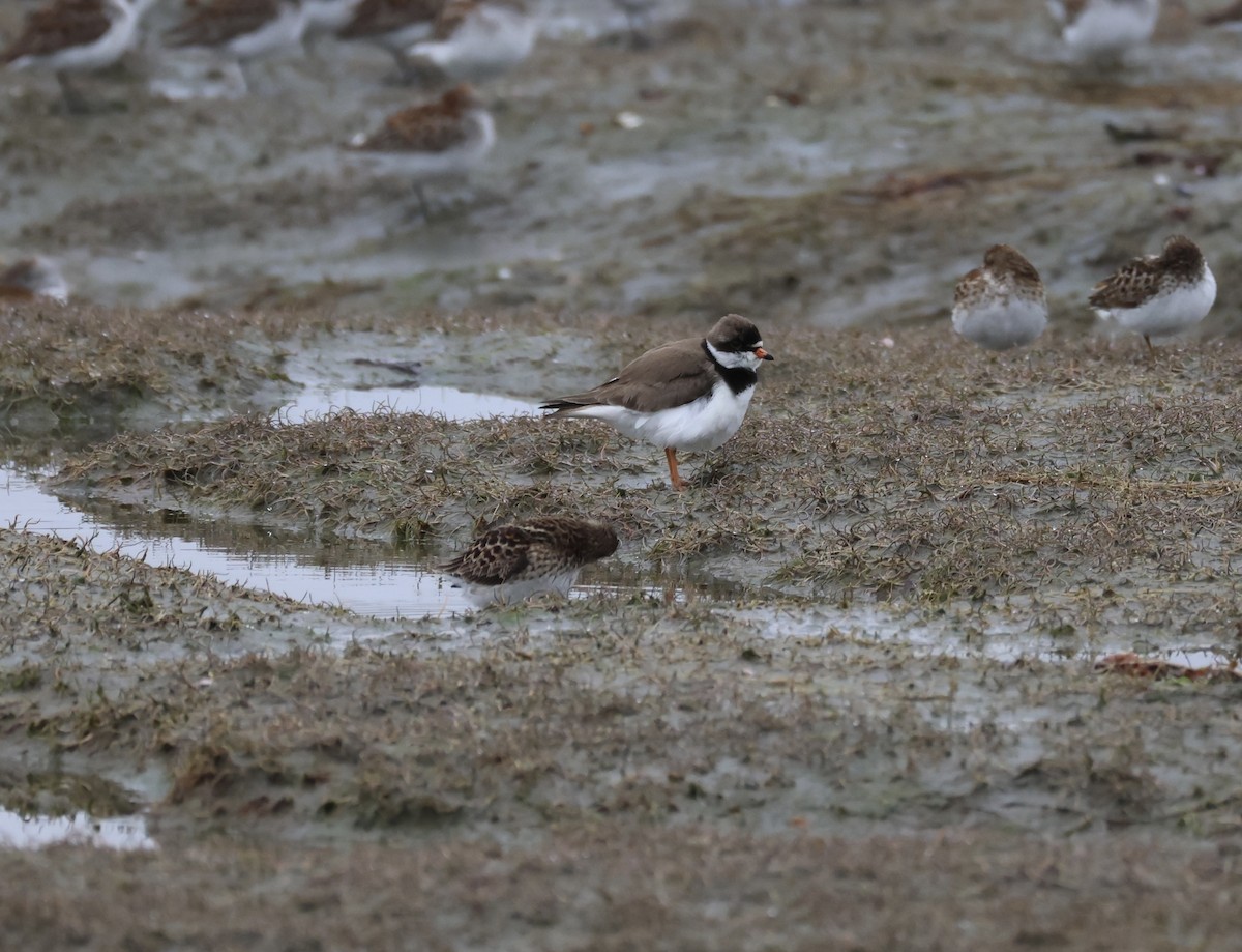 Semipalmated Plover - ML618948395