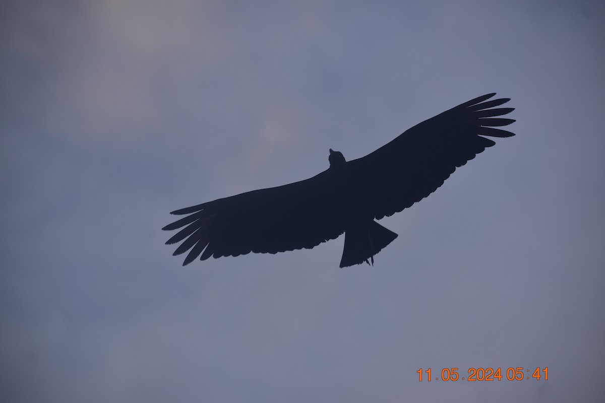 Black Vulture - Jannier Ponare
