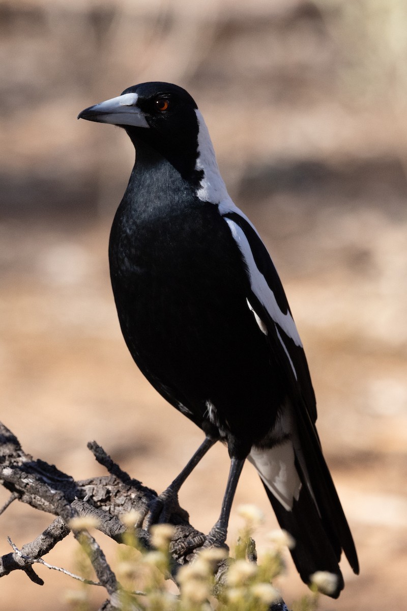 Australian Magpie (White-backed) - ML618948408