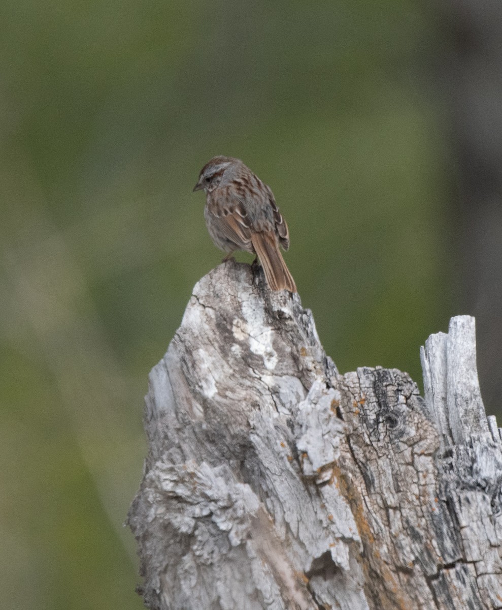 Song Sparrow - Esther Sumner