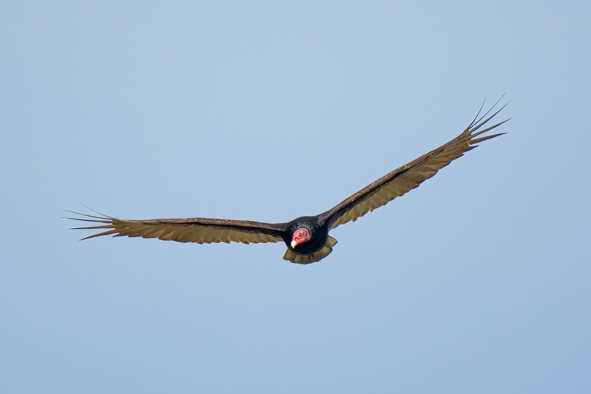 Turkey Vulture (Northern) - Soumyadeep  Chatterjee