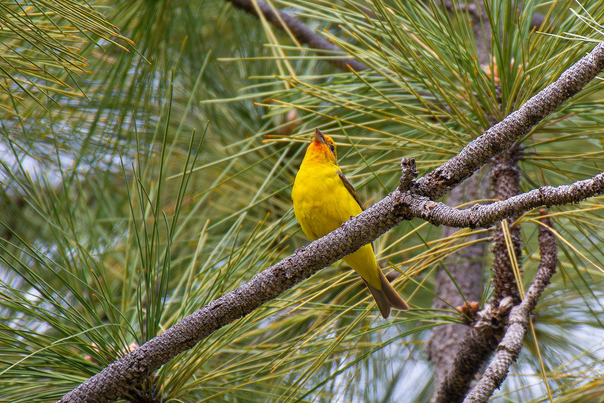 Western Tanager - ML618948443
