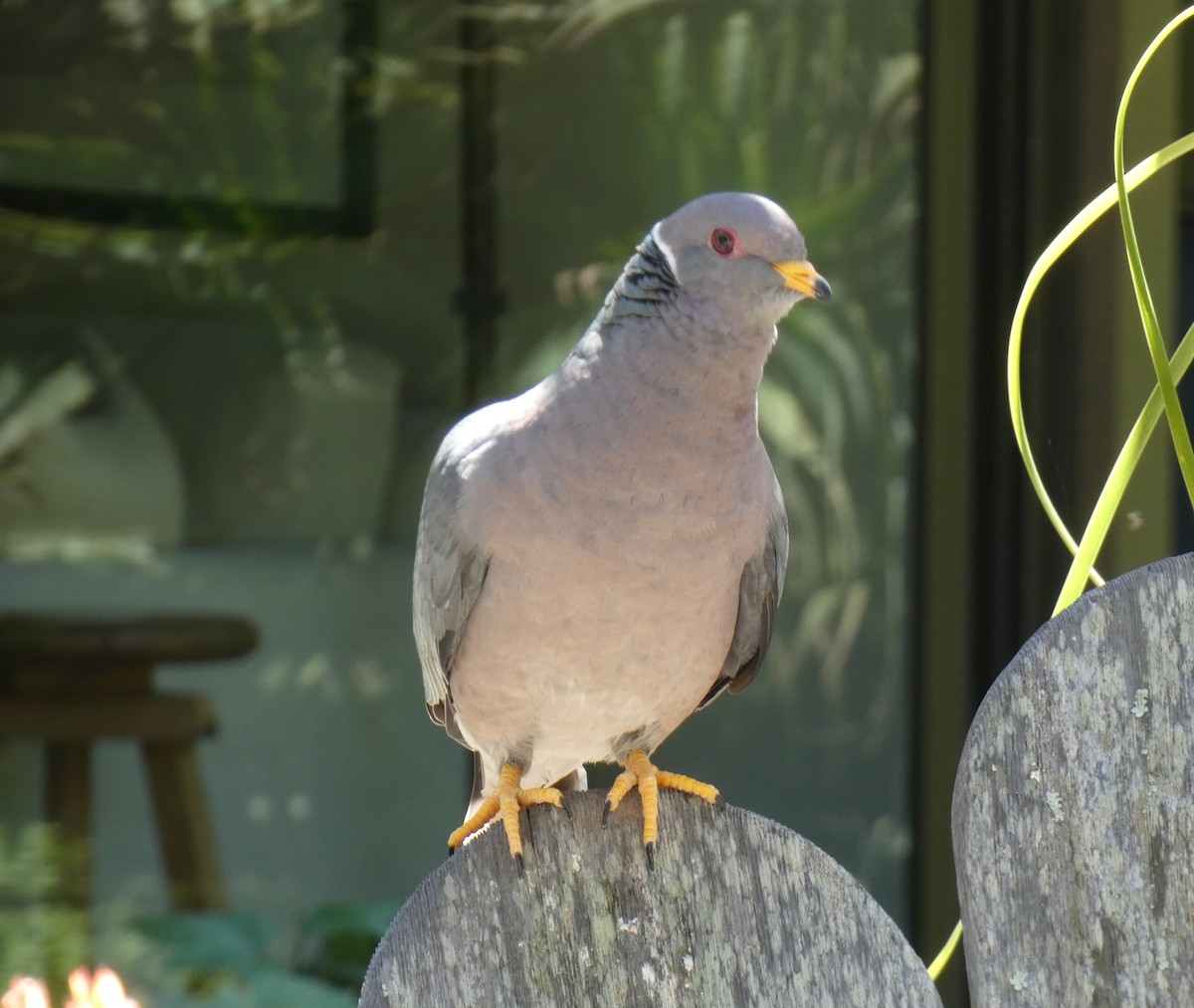 Band-tailed Pigeon - Libby Patten