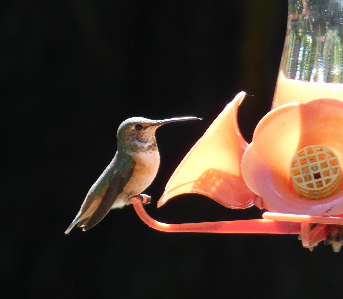 Allen's Hummingbird - Libby Patten