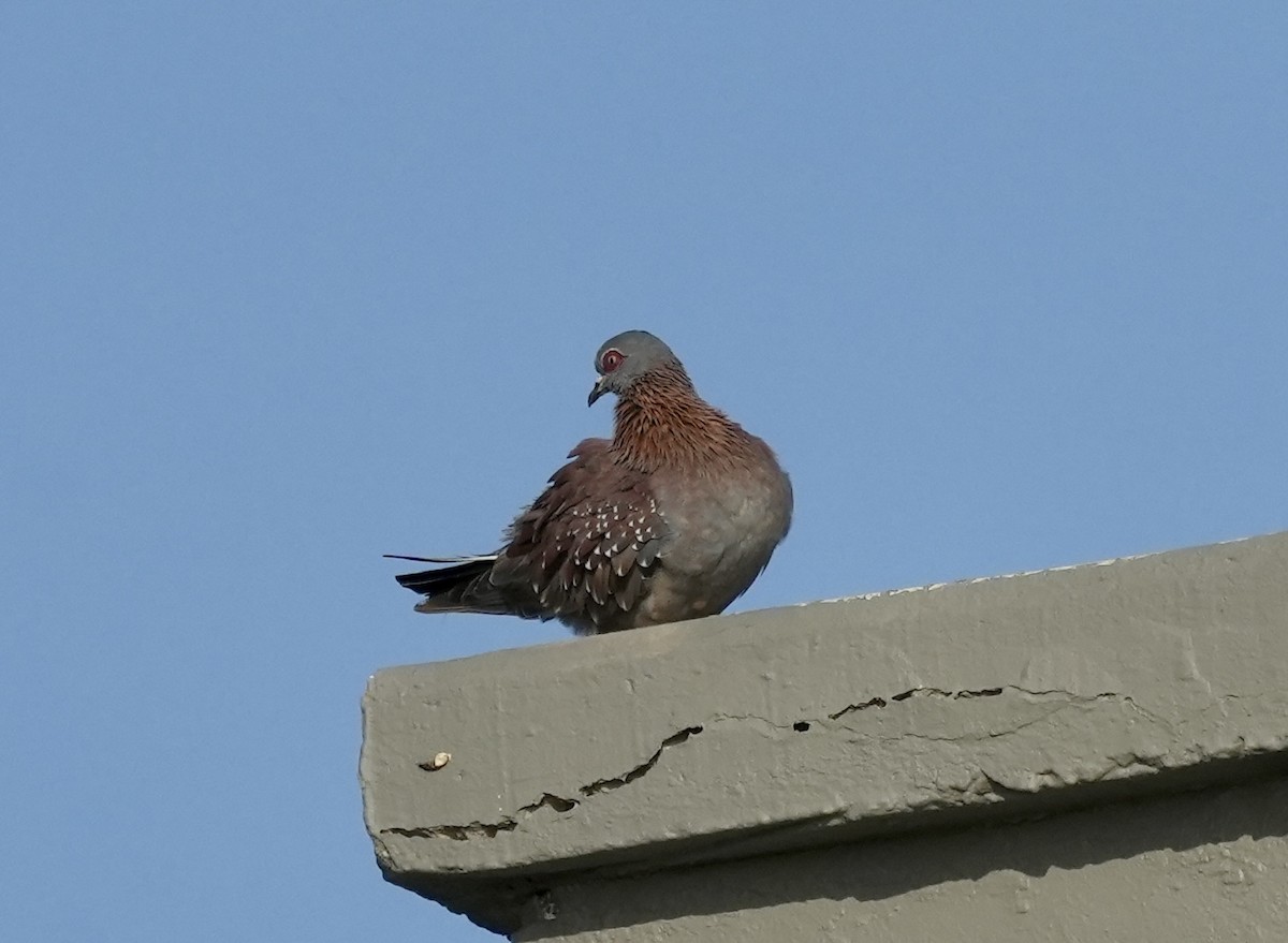 Speckled Pigeon - ML618948456