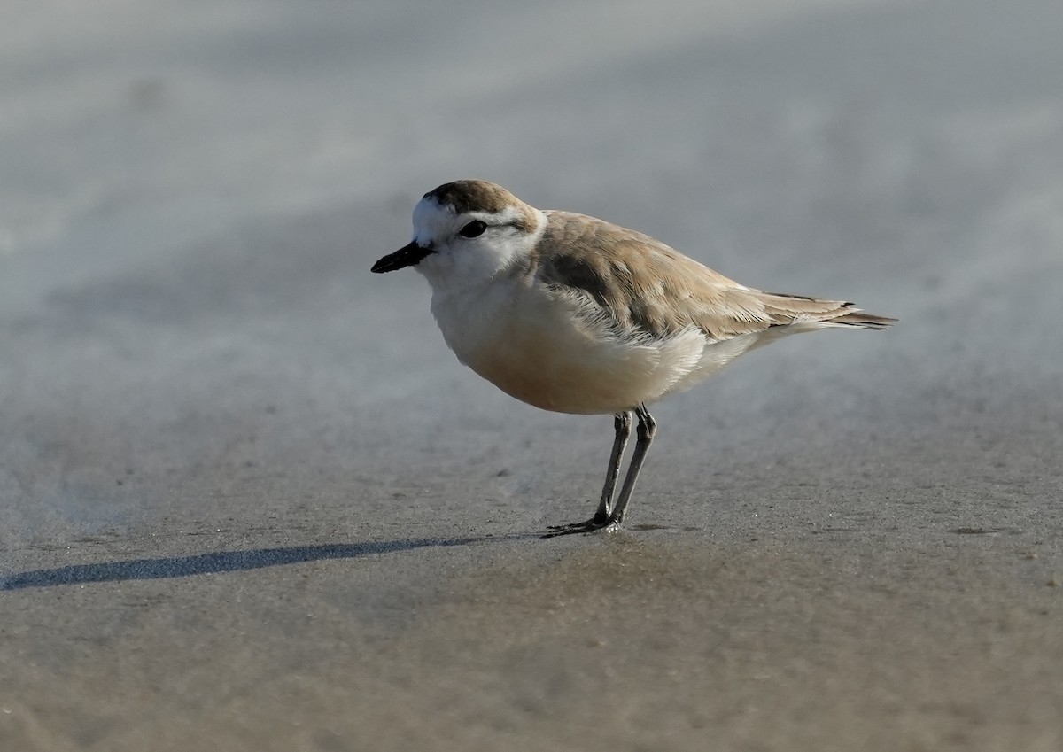 White-fronted Plover - ML618948464
