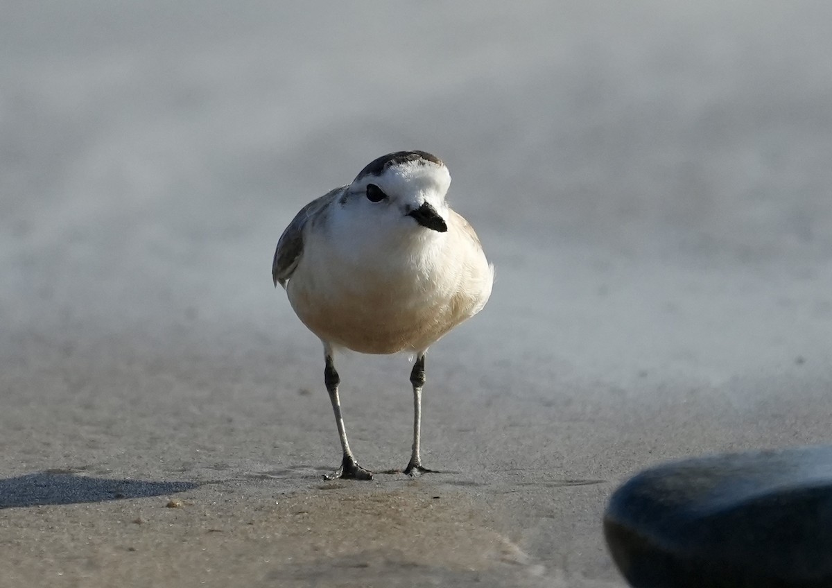 White-fronted Plover - ML618948465