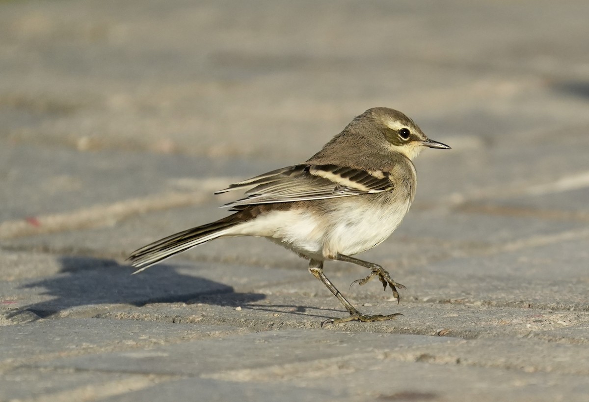 Cape Wagtail - ML618948519