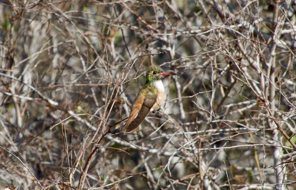 Amazilia Hummingbird - ML618948547