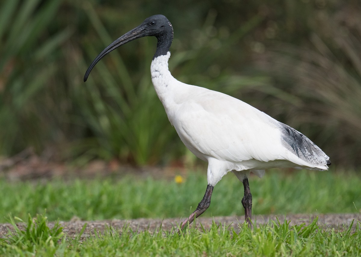 ibis australský - ML618948552