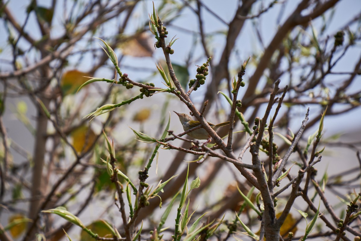 Common Tailorbird - Agniraj Chatterji