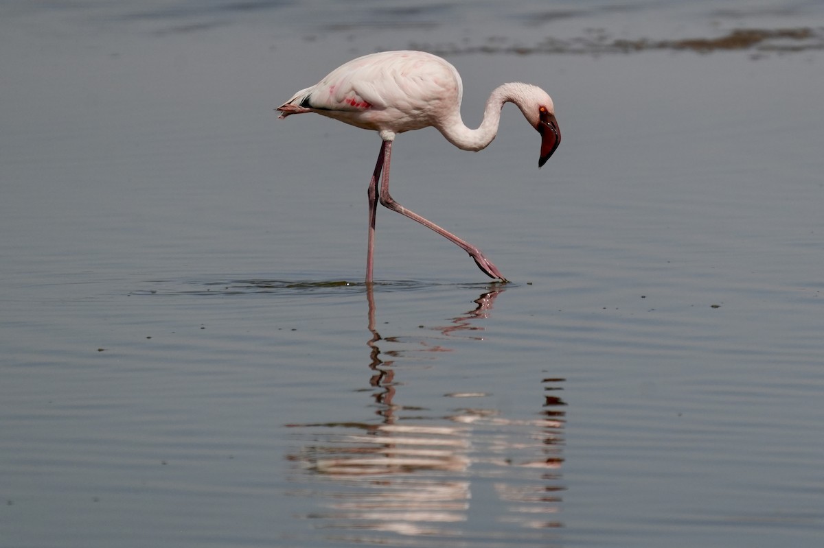 Lesser Flamingo - Anthony Schlencker