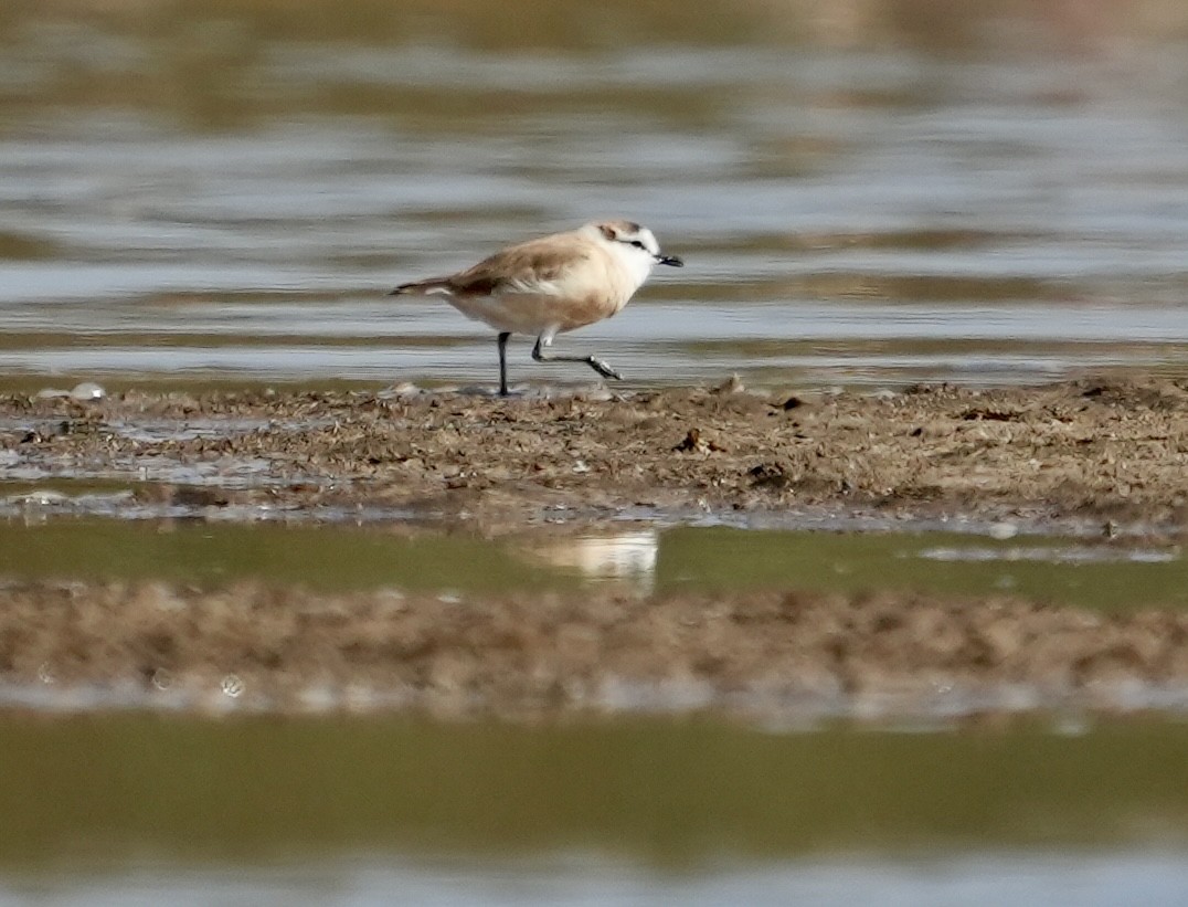 White-fronted Plover - ML618948566