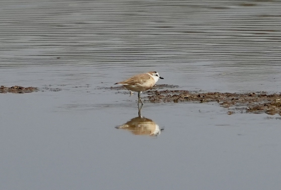 White-fronted Plover - ML618948567