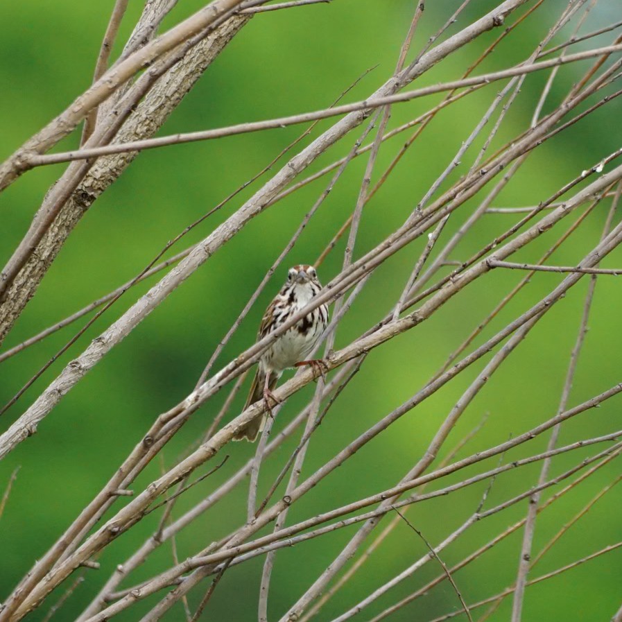 Song Sparrow - Jesse B