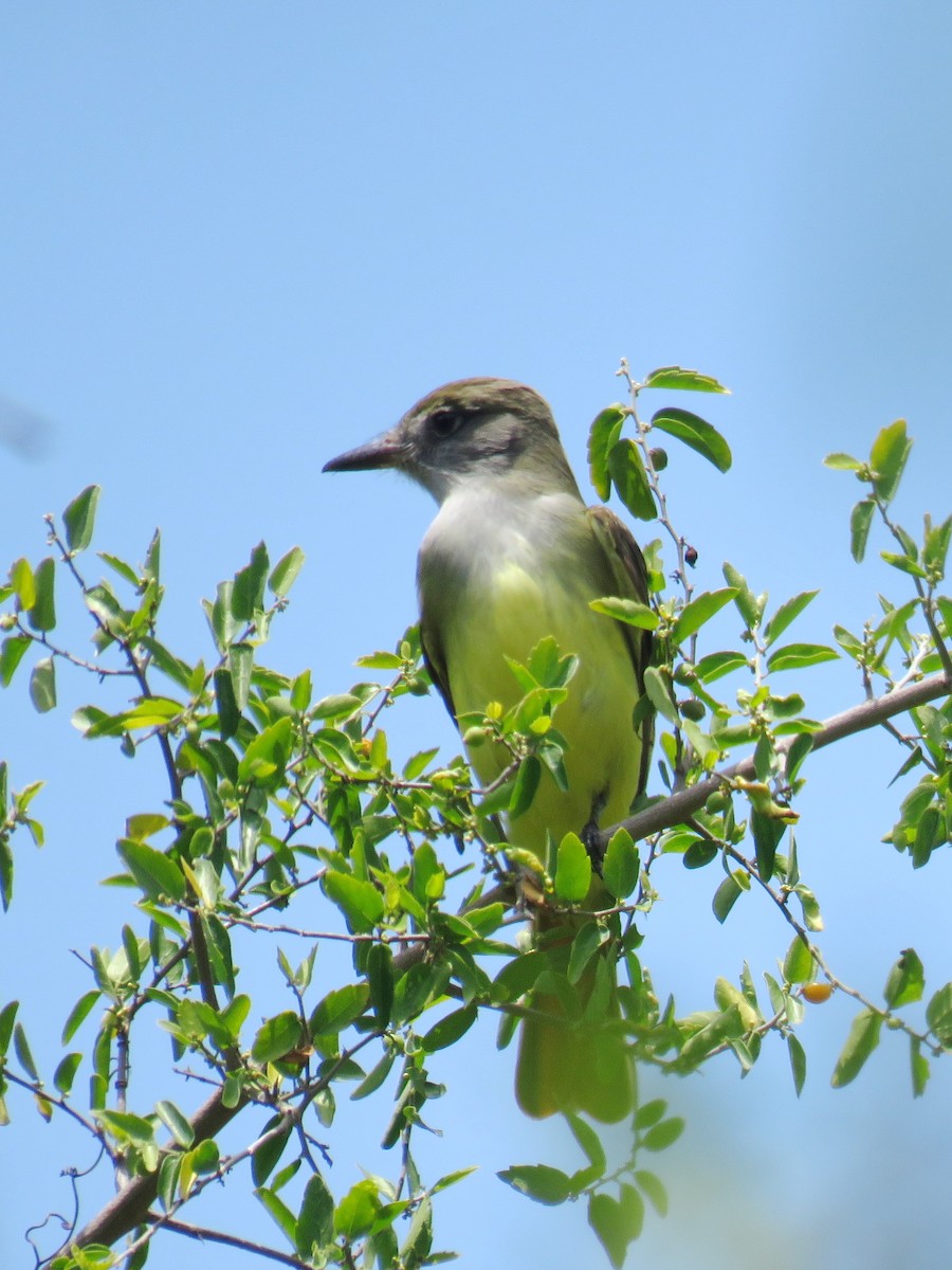 Great Crested Flycatcher - ML618948581