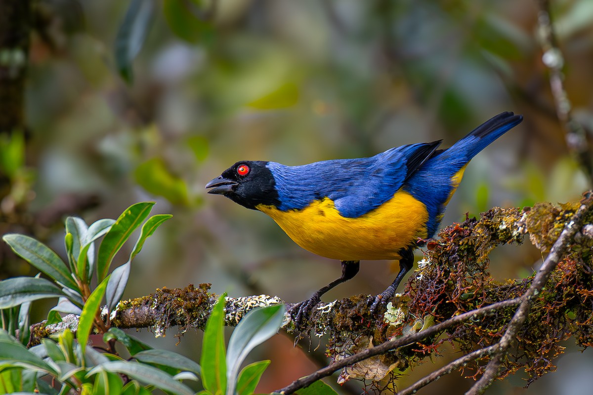 Hooded Mountain Tanager - ML618948597