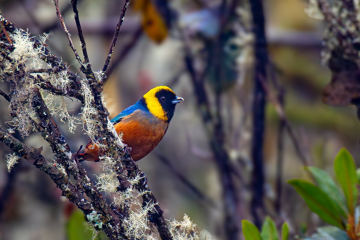 Golden-collared Tanager - ML618948602