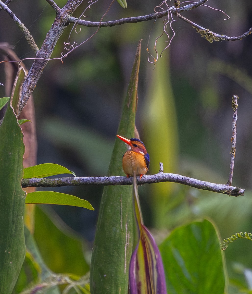 African Pygmy Kingfisher - ML618948661