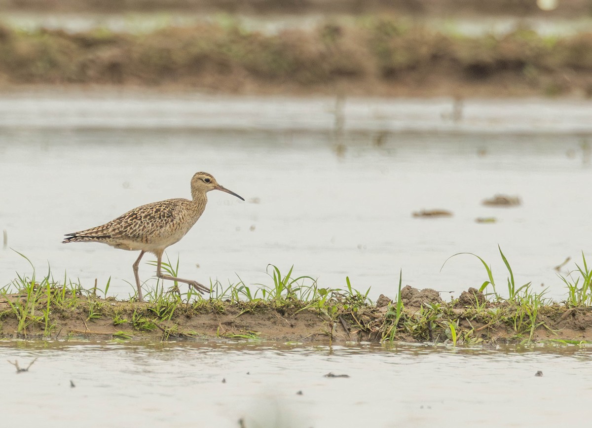 Little Curlew - ML618948723