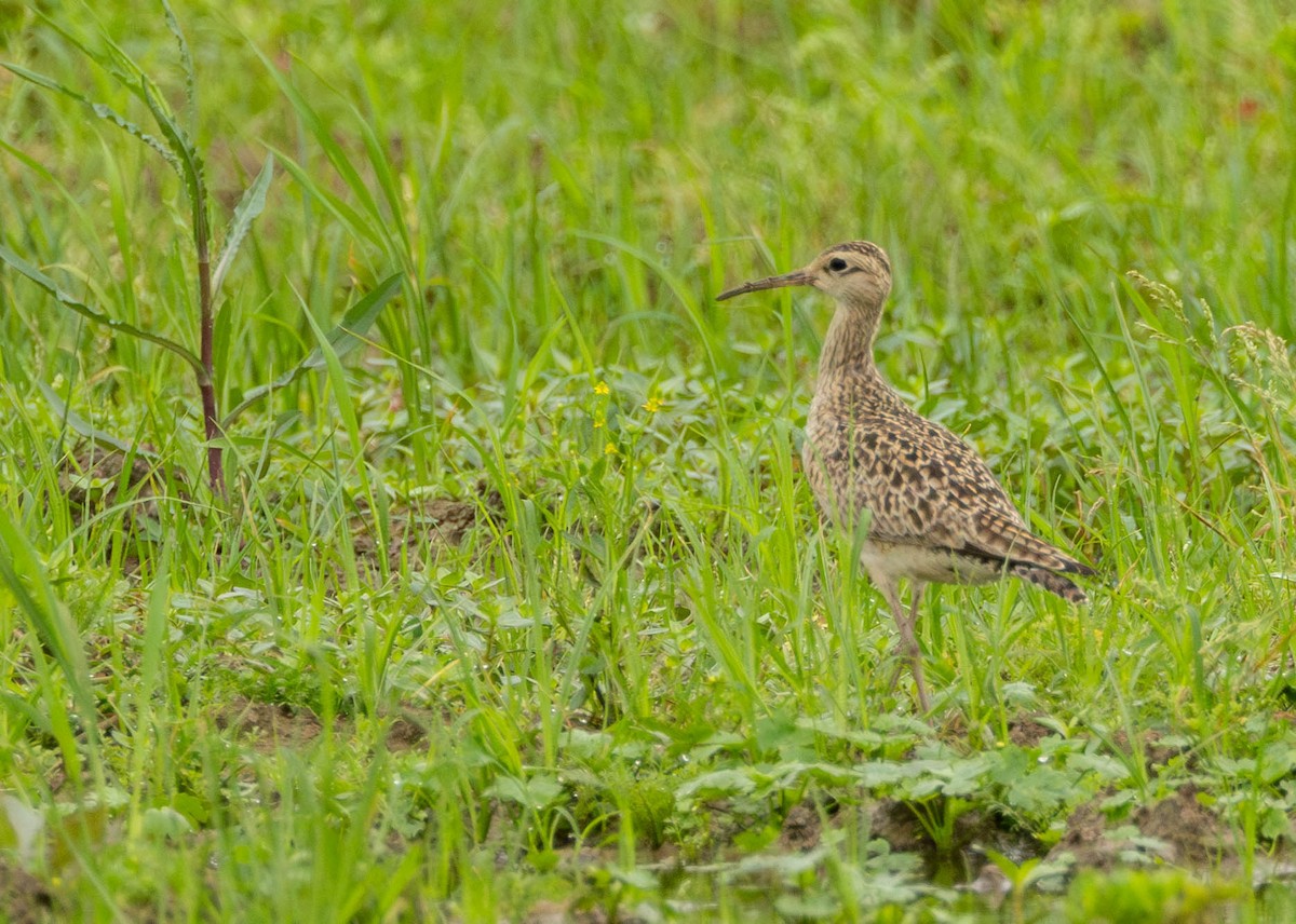 Little Curlew - ML618948724