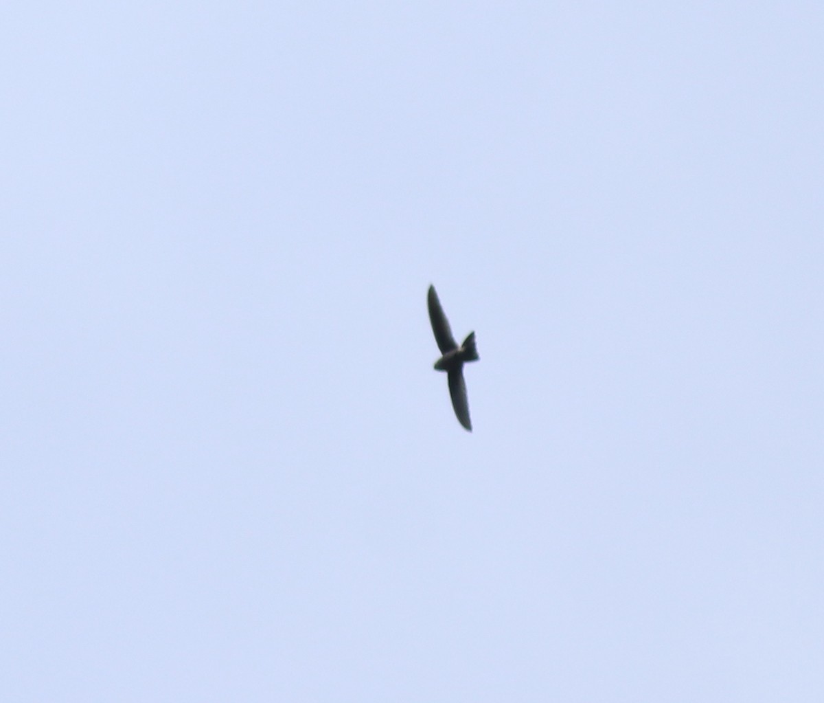 Indian Swiftlet - ML618948745