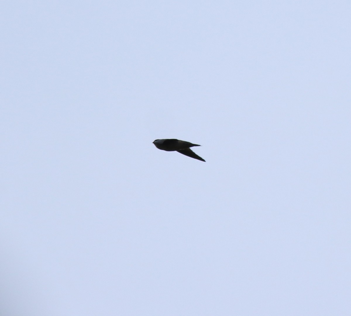 Indian Swiftlet - ML618948747