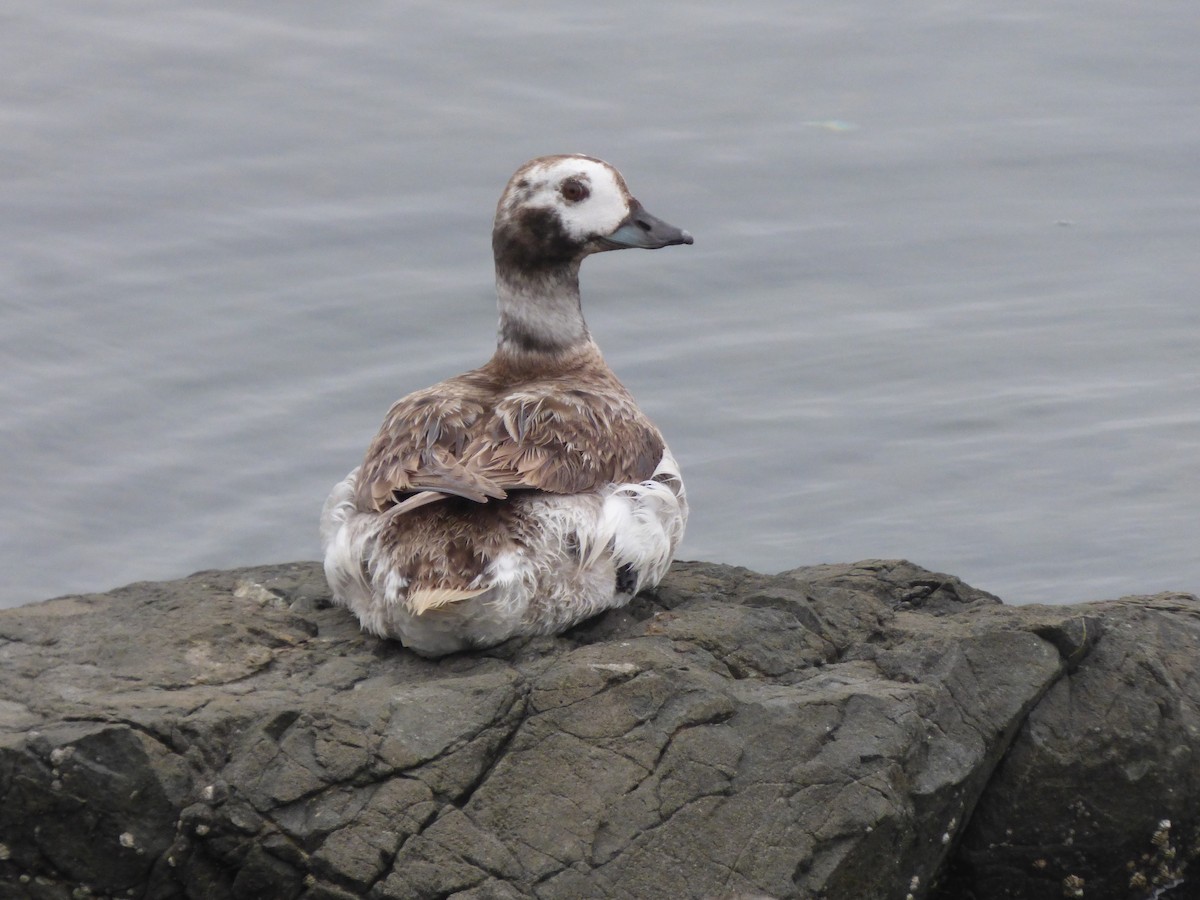 Long-tailed Duck - ML618948751