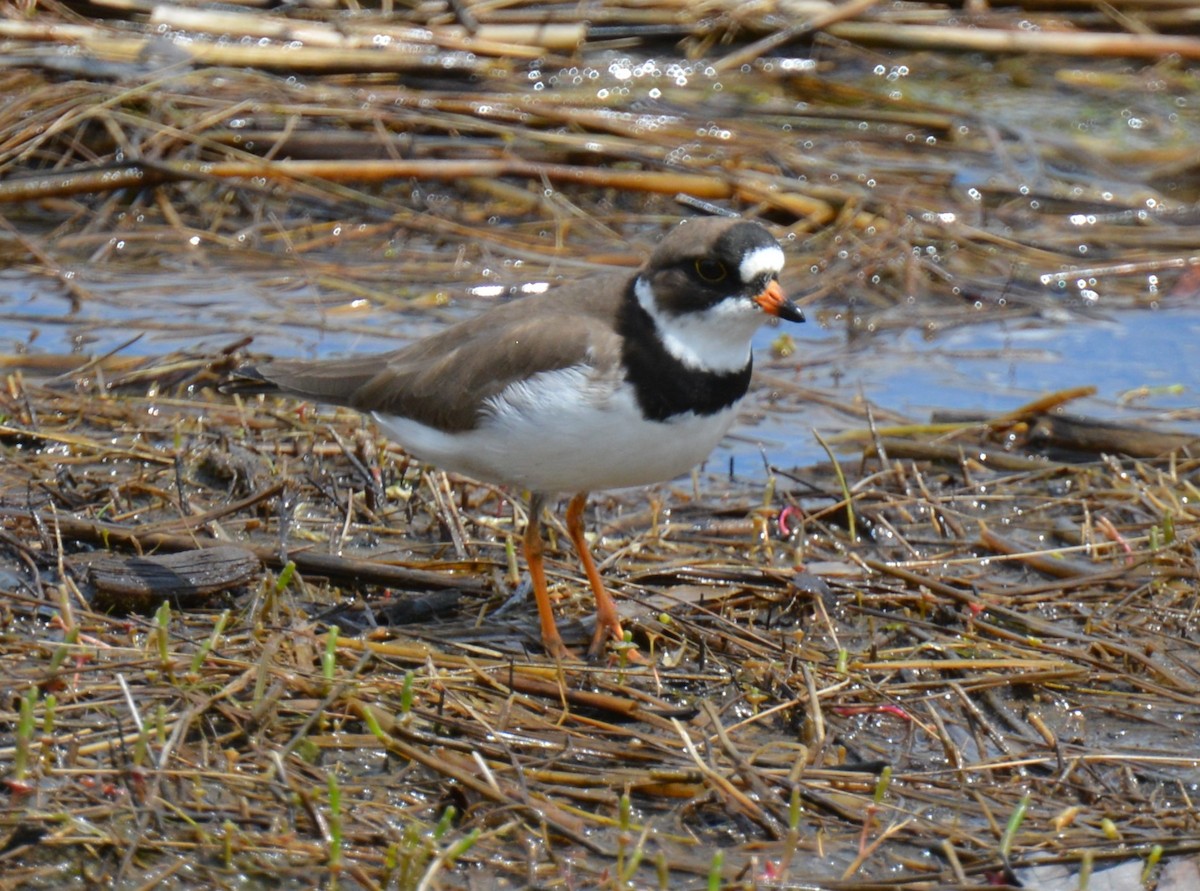 Semipalmated Plover - ML618948781