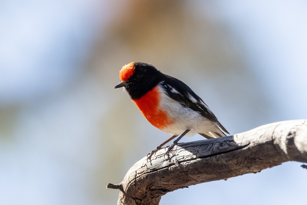 Red-capped Robin - ML618948808