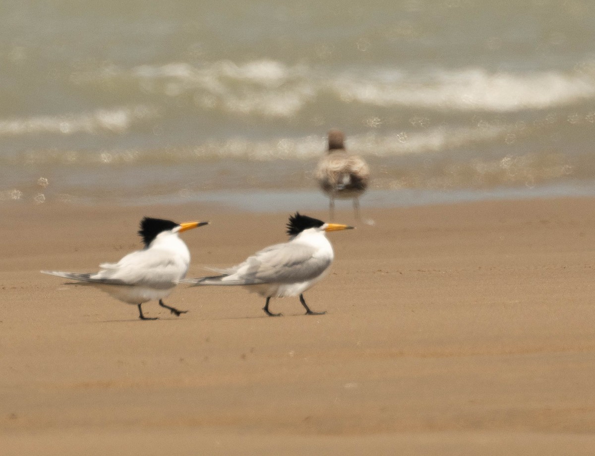 Chinese Crested Tern - ML618948837
