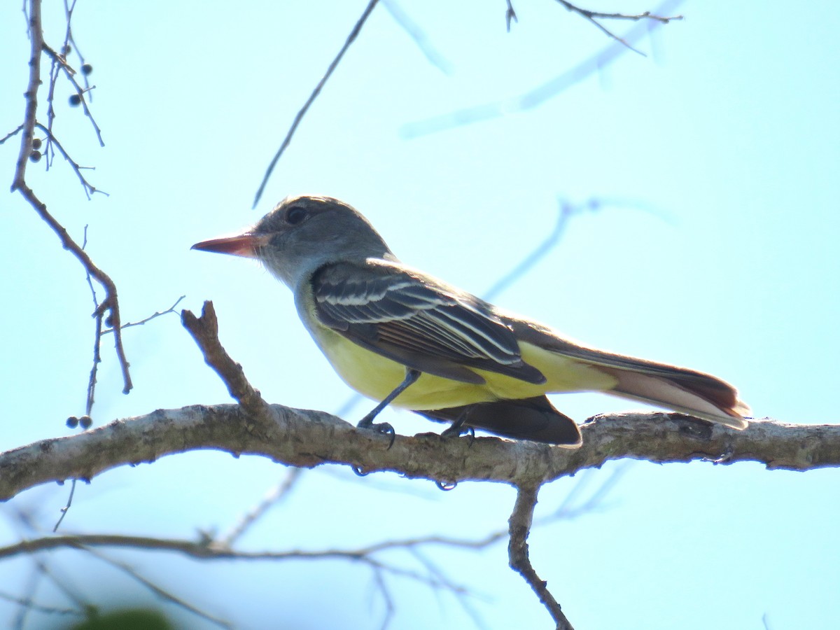 Great Crested Flycatcher - ML618948873