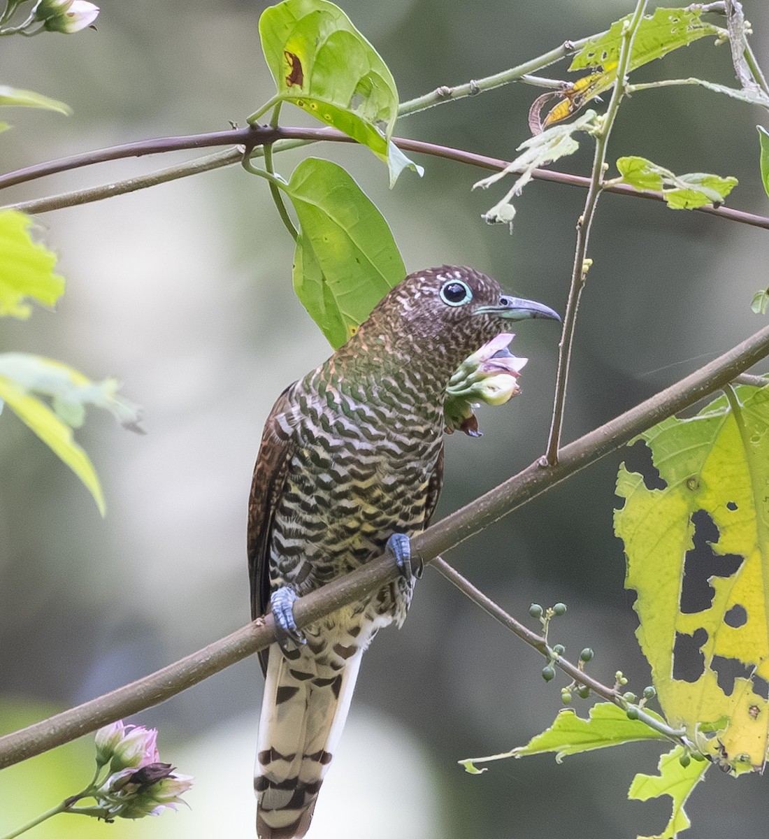 African Emerald Cuckoo (African) - ML618948890