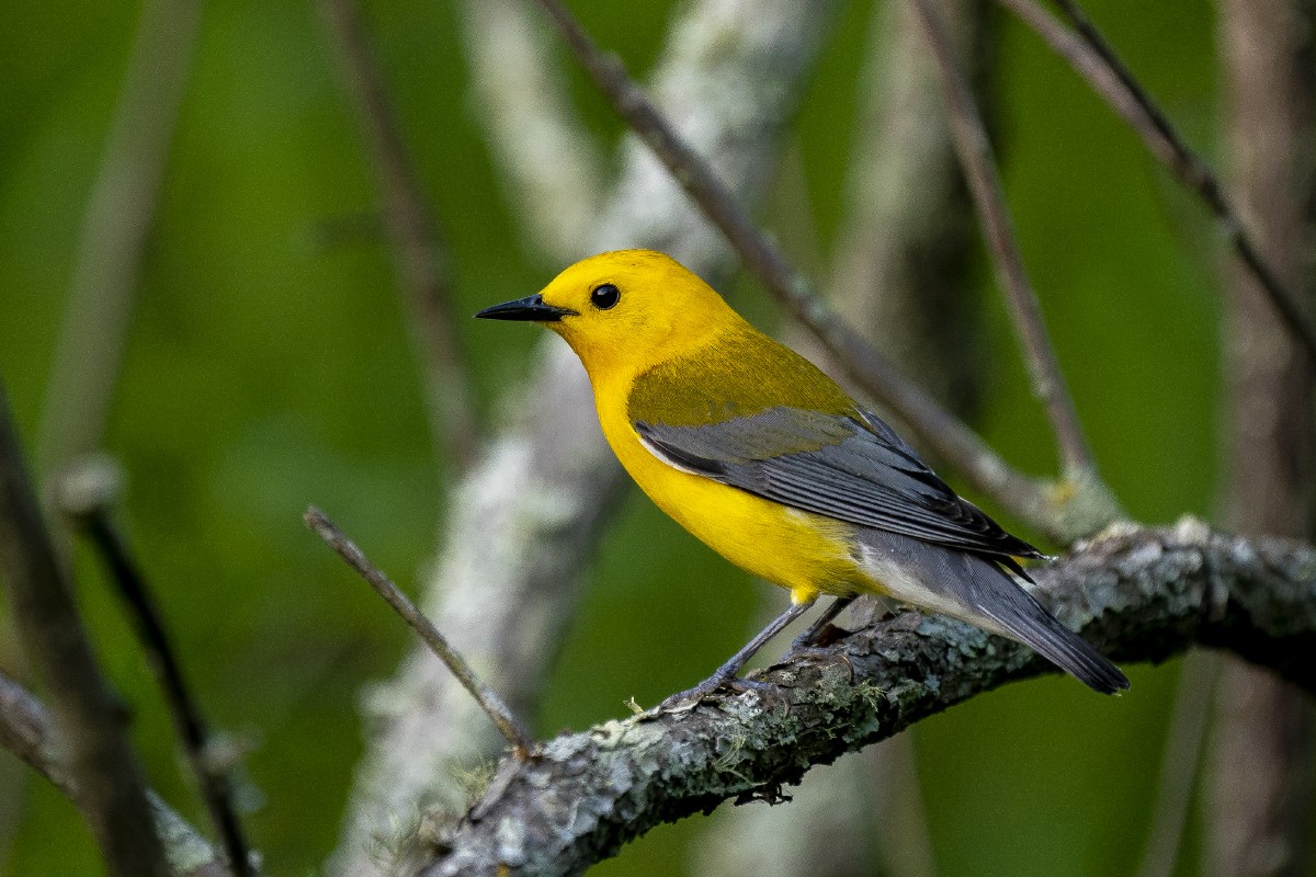 Prothonotary Warbler - ML618948936