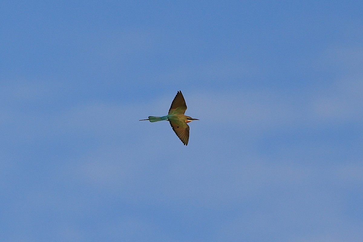 Blue-tailed Bee-eater - Abhishek Shroti