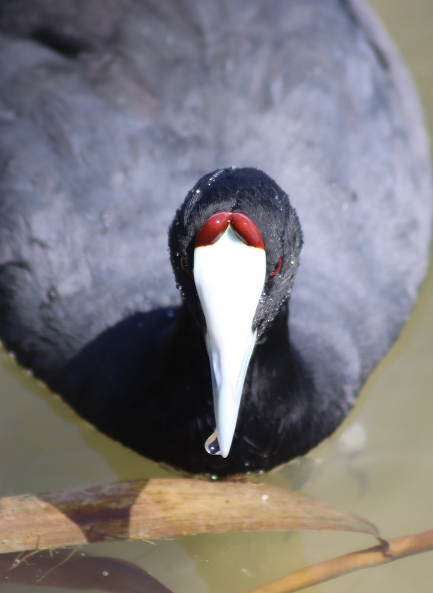 Red-knobbed Coot - ML618948986
