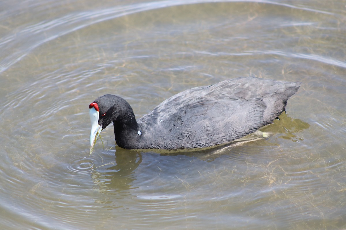 Red-knobbed Coot - ML618948987